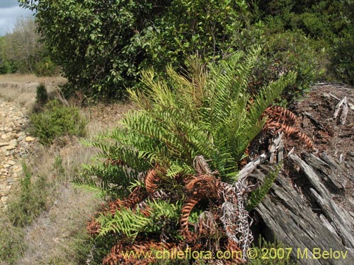 Фотография Blechnum magellanicum (). Щелкните, чтобы увеличить вырез.