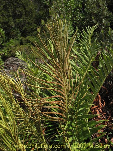 Bild von Blechnum magellanicum (). Klicken Sie, um den Ausschnitt zu vergrössern.