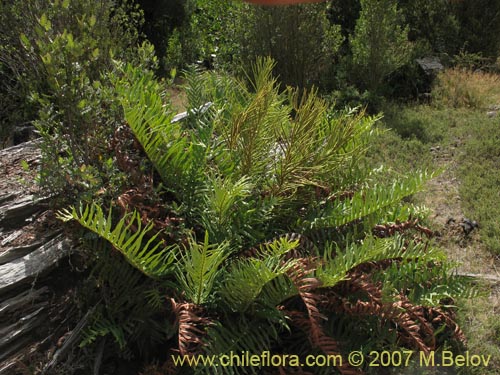 Bild von Blechnum magellanicum (). Klicken Sie, um den Ausschnitt zu vergrössern.