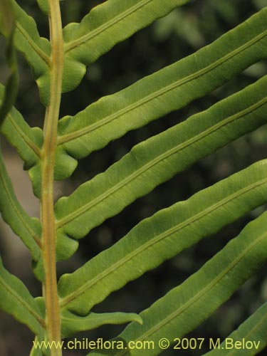 Image of Blechnum magellanicum (). Click to enlarge parts of image.