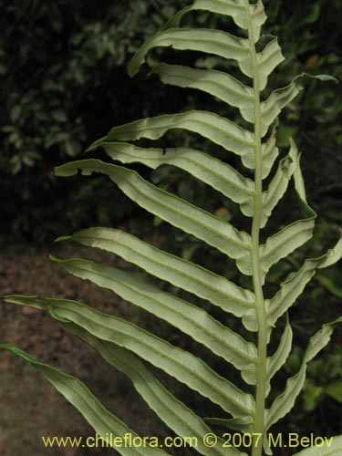 Фотография Blechnum magellanicum (). Щелкните, чтобы увеличить вырез.