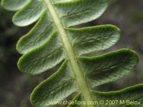 Image of Blechnum penna-marina (). Click to enlarge parts of image.