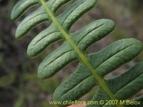 Image of Blechnum penna-marina (). Click to enlarge parts of image.
