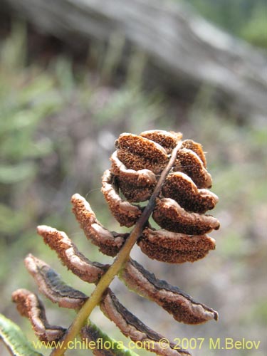 Blechnum penna-marinaの写真