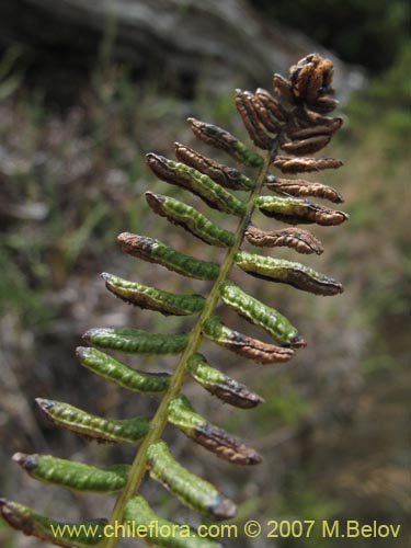 Blechnum penna-marina的照片