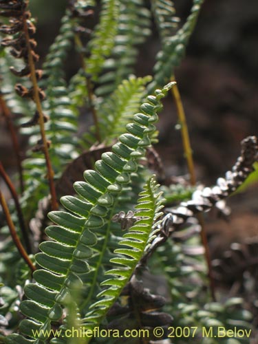 Фотография Blechnum penna-marina (). Щелкните, чтобы увеличить вырез.