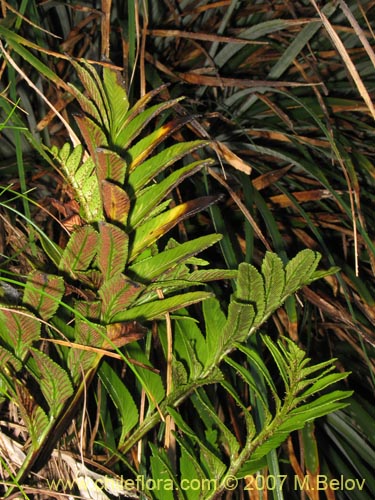 Image of Unidentified Plant sp. #1045 (). Click to enlarge parts of image.