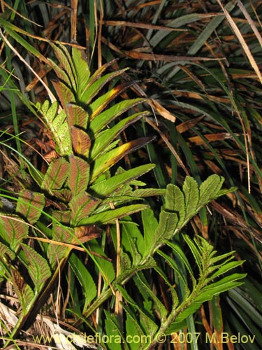 Imágen de Asplenium obtusatum var. sphenoides (). Haga un clic para aumentar parte de imágen.