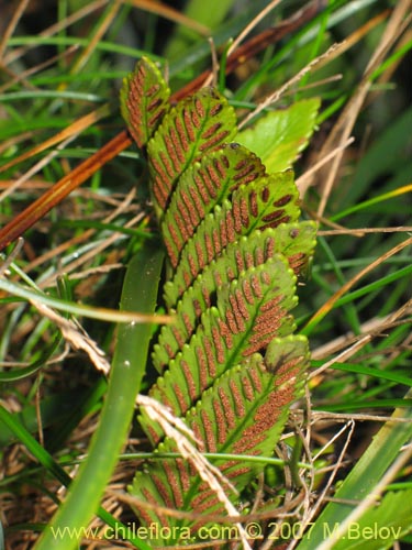 Asplenium obtusatum var. sphenoides的照片