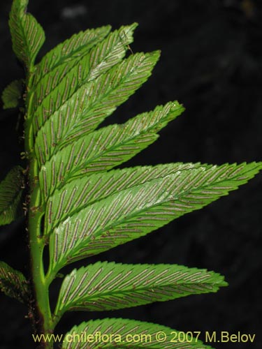 Imágen de Asplenium obtusatum var. sphenoides (). Haga un clic para aumentar parte de imágen.