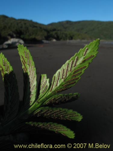 Asplenium obtusatum var. sphenoides의 사진