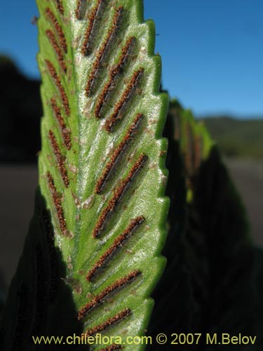 Asplenium obtusatum var. sphenoides의 사진