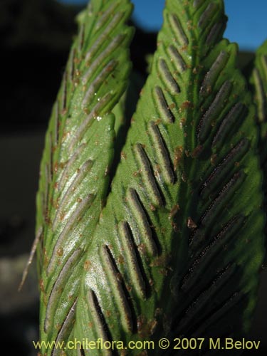 Image of Asplenium obtusatum var. sphenoides (). Click to enlarge parts of image.