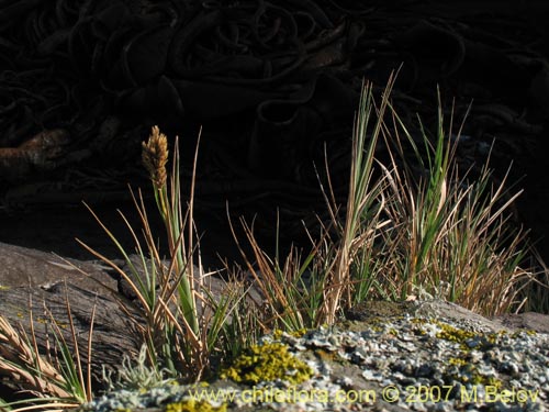 Poaceae sp. #1754의 사진