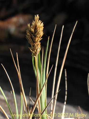 Imágen de Poaceae sp. #1754 (). Haga un clic para aumentar parte de imágen.