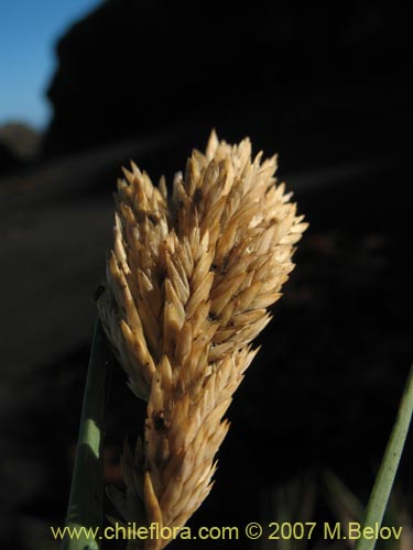 Image of Poaceae sp. #1754 (). Click to enlarge parts of image.