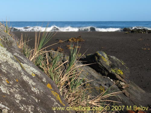 Image of Poaceae sp. #1754 (). Click to enlarge parts of image.