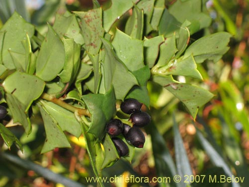 Griselinia jodinifolia的照片