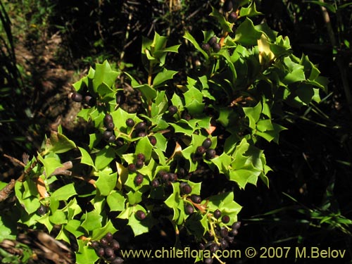 Griselinia jodinifolia的照片