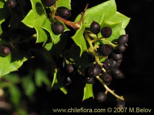 Imágen de Griselinia jodinifolia (Tribillo). Haga un clic para aumentar parte de imágen.