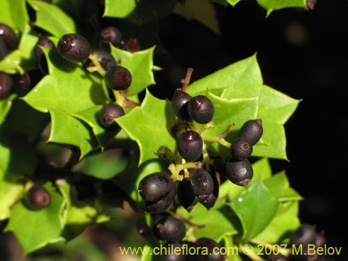 Griselinia jodinifolia的照片