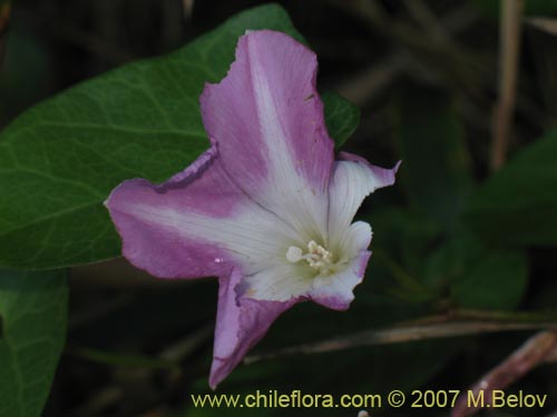 Image of Calystegia soldanella
(L.) (Campanilla de playa / Correhuela). Click to enlarge parts of image.