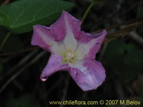 Image of Calystegia soldanella
(L.) (Campanilla de playa / Correhuela). Click to enlarge parts of image.