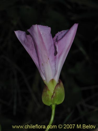 Bild von Calystegia soldanella
(L.) (Campanilla de playa / Correhuela). Klicken Sie, um den Ausschnitt zu vergrössern.