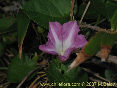 Calystegia soldanella
(L.)的照片