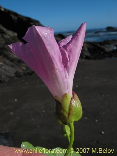 Imágen de Calystegia soldanella
(L.) (Campanilla de playa / Correhuela). Haga un clic para aumentar parte de imágen.