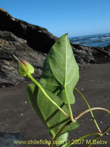 Imágen de Calystegia soldanella
(L.) (Campanilla de playa / Correhuela). Haga un clic para aumentar parte de imágen.