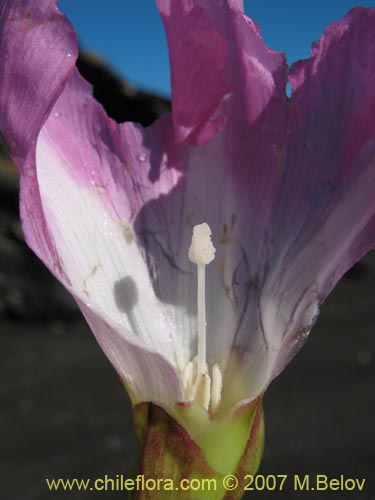 Image of Calystegia soldanella
(L.) (Campanilla de playa / Correhuela). Click to enlarge parts of image.