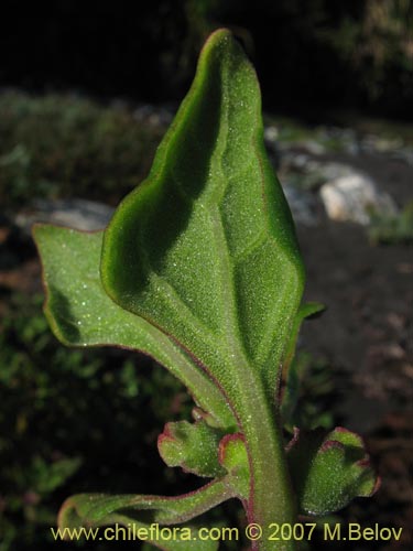 Imágen de Planta no identificada sp. #1807 (). Haga un clic para aumentar parte de imágen.