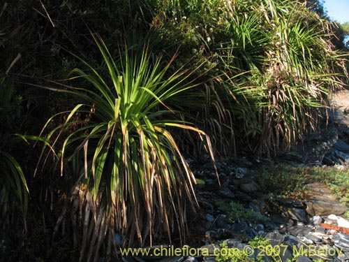 Image of Greigia sphacelata (). Click to enlarge parts of image.