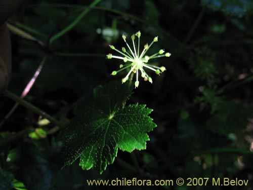 Bild von Hydrocotyle poeppigii (Tembladerilla). Klicken Sie, um den Ausschnitt zu vergrössern.