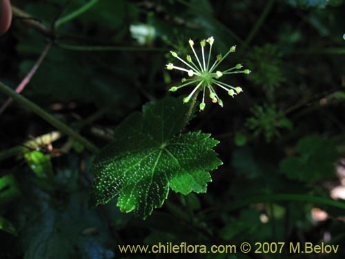 Bild von Hydrocotyle poeppigii (Tembladerilla). Klicken Sie, um den Ausschnitt zu vergrössern.