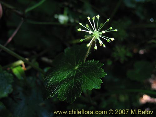 Bild von Hydrocotyle poeppigii (Tembladerilla). Klicken Sie, um den Ausschnitt zu vergrössern.