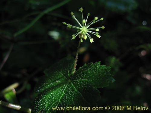 Bild von Hydrocotyle poeppigii (Tembladerilla). Klicken Sie, um den Ausschnitt zu vergrössern.