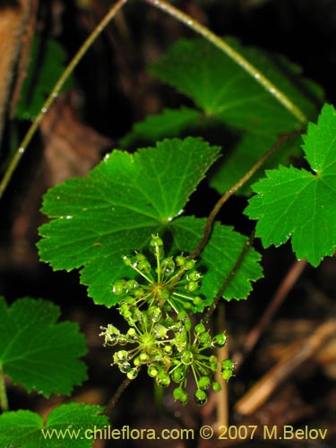 Image of Hydrocotyle poeppigii (Tembladerilla). Click to enlarge parts of image.