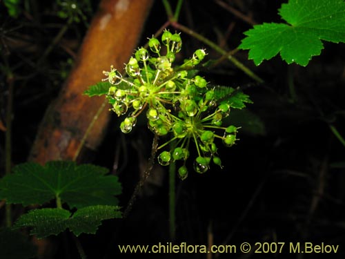 Image of Hydrocotyle poeppigii (Tembladerilla). Click to enlarge parts of image.