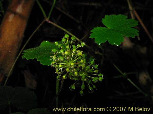 Bild von Hydrocotyle poeppigii (Tembladerilla). Klicken Sie, um den Ausschnitt zu vergrössern.