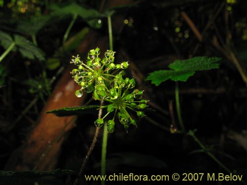 Bild von Hydrocotyle poeppigii (Tembladerilla). Klicken Sie, um den Ausschnitt zu vergrössern.