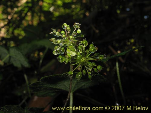 Bild von Hydrocotyle poeppigii (Tembladerilla). Klicken Sie, um den Ausschnitt zu vergrössern.