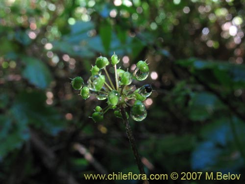 Imágen de Hydrocotyle poeppigii (Tembladerilla). Haga un clic para aumentar parte de imágen.