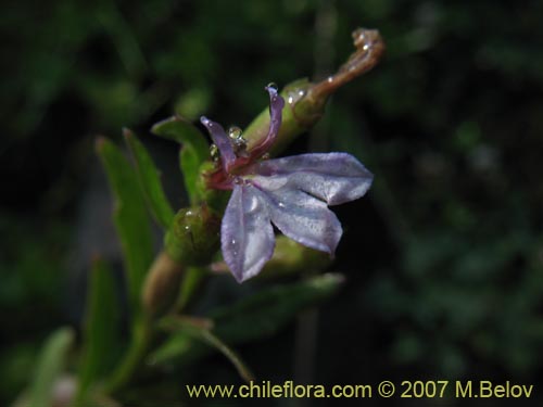 Image of Lobelia sp. #1806 (). Click to enlarge parts of image.