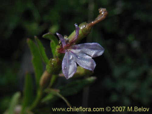 Lobelia sp. #1806の写真