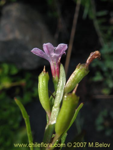 Image of Lobelia sp. #1806 (). Click to enlarge parts of image.