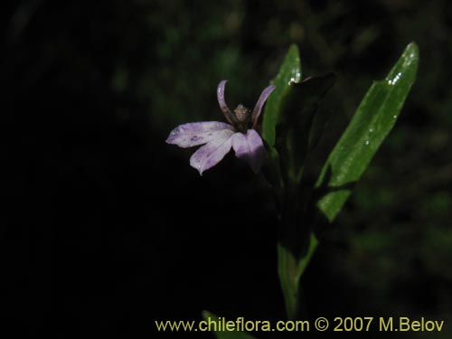 Lobelia sp. #1806의 사진