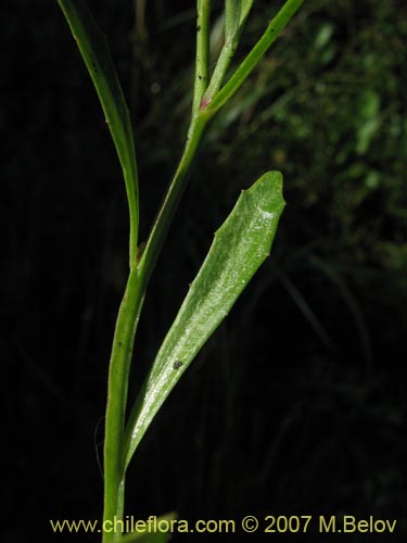 Lobelia sp. #1806的照片