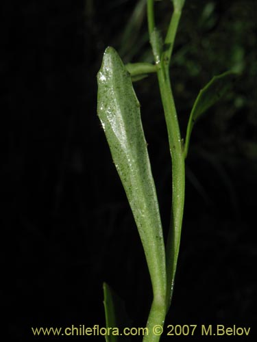 Bild von Lobelia sp. #1806 (). Klicken Sie, um den Ausschnitt zu vergrössern.